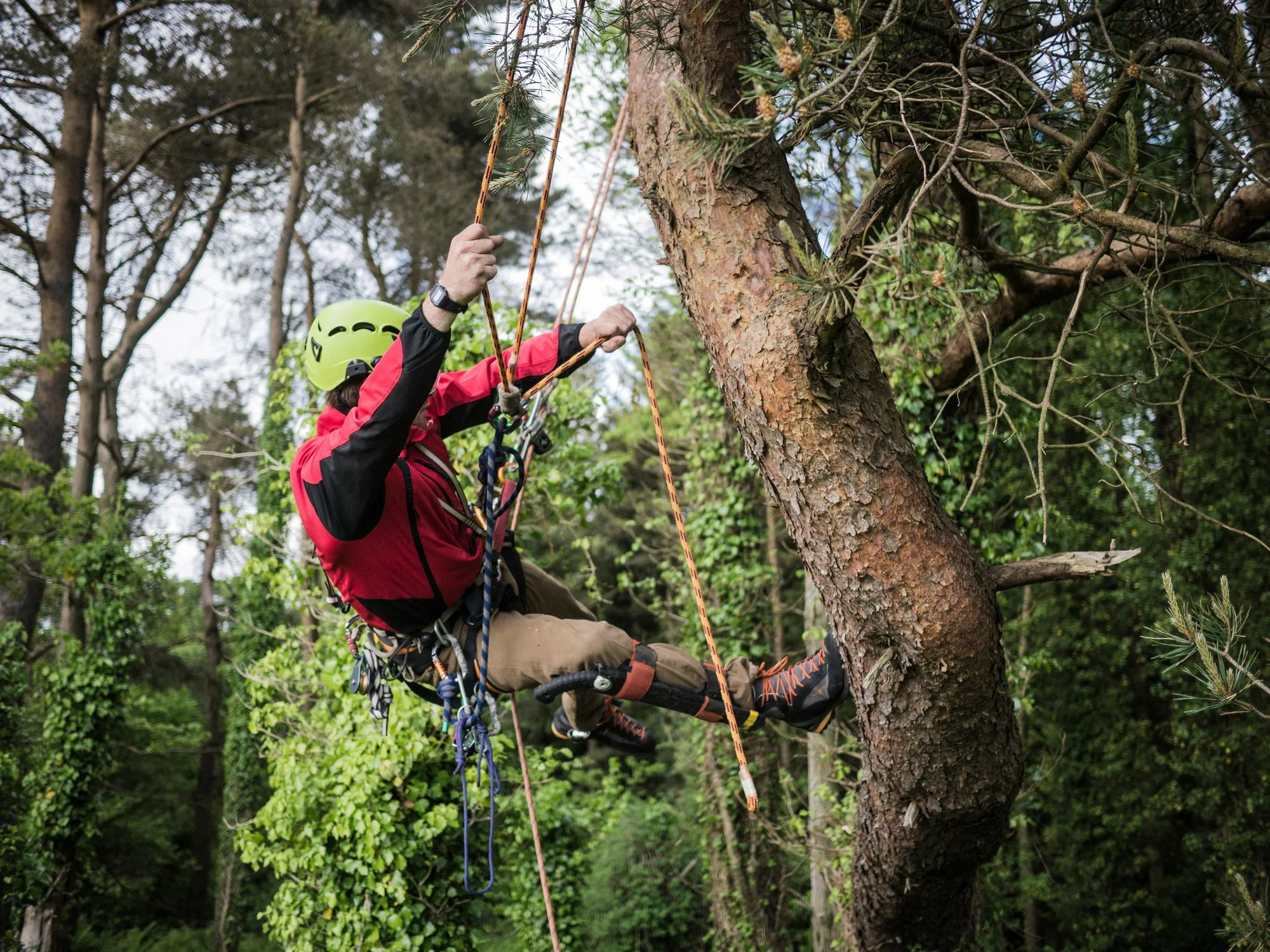 Topkapning i Hjørring: klatrende arborist tager toppen ned i sektioner