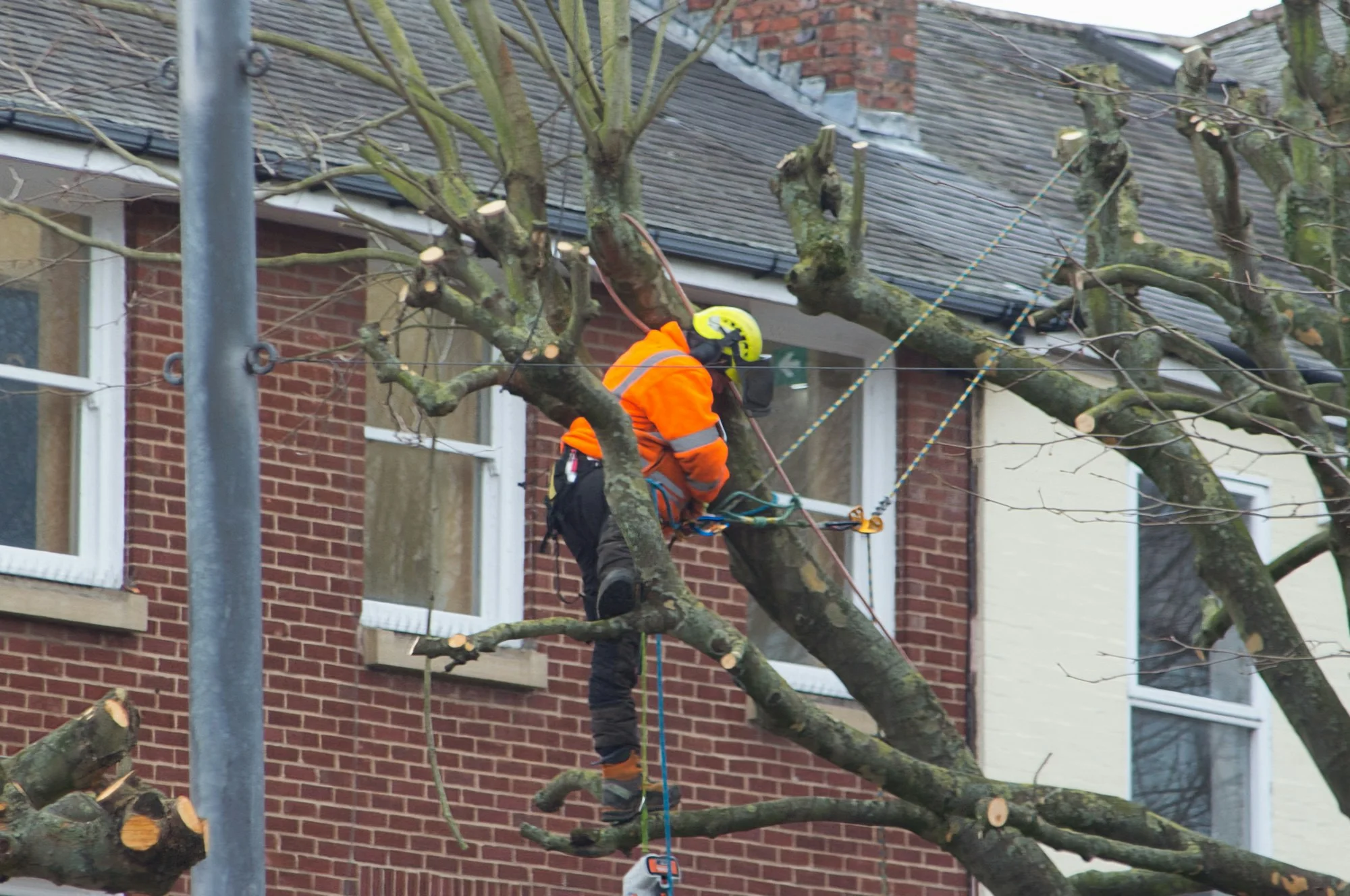 Træfældning i Hjørring: arborist skærer toppen af en stamme med motorsav